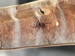 Steatoda grossa