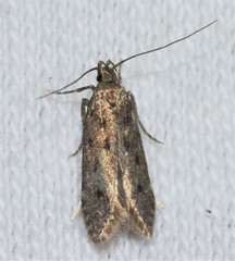 Monochroa quinquepunctella