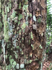 Lindackeria paludosa