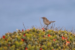Calamanthus campestris
