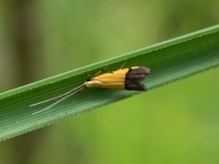 Crocanthes micradelpha