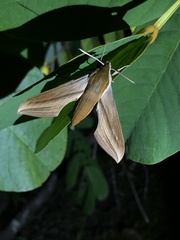 Xylophanes tersa