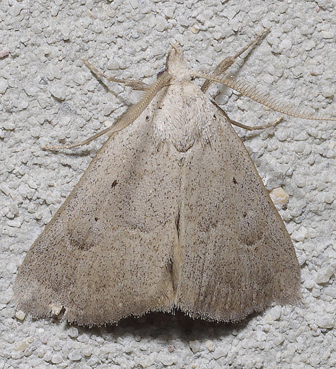Pseudorgyia