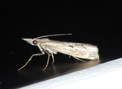Agriphila inquinatella