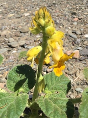 Ibicella lutea