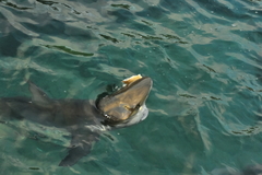 Carcharhinus galapagensis