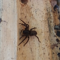 Uliodon albopunctatus