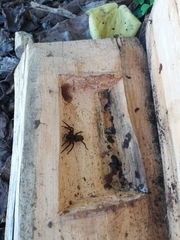 Uliodon albopunctatus