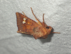 Amphipoea oculea
