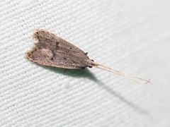 Lecithocera imprudens
