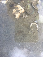 Favonigobius exquisitus
