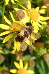 Helophilus lapponicus