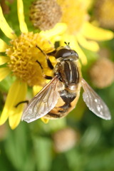 Helophilus lapponicus