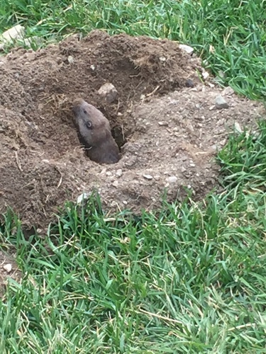 Northern Pocket Gopher