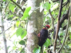 Campephilus haematogaster