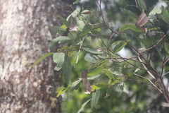 Eucalyptus sideroxylon