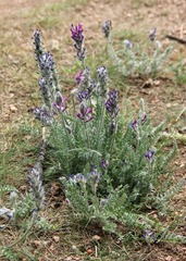 Oxytropis splendens