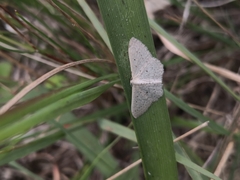 Scopula sublinearia