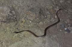 Hypsiglena ochrorhynchus