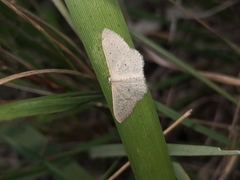 Scopula sublinearia