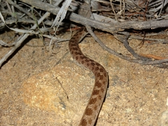 Hypsiglena ochrorhynchus