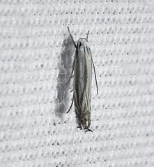 Polyhymno luteostrigella