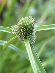 Cyperus hortensis
