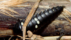 Necrophila americana