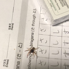 Trachelas tranquillus