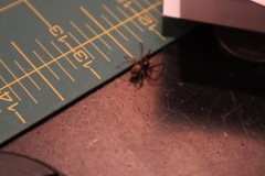 Trachelas tranquillus