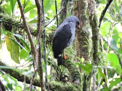 Cryptoleucopteryx plumbea