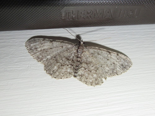 Porcelain Gray photo 6