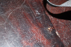 Trachelas tranquillus