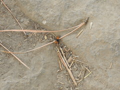 Dasymutilla californica