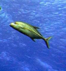 Caranx melampygus