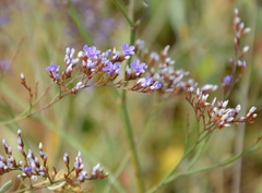 Limonium narbonense