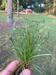 Cyperus hortensis