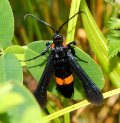 Sannina uroceriformis