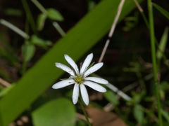 Stellaria flaccida