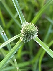 Cyperus hortensis