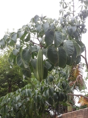 Cybistax antisyphilitica