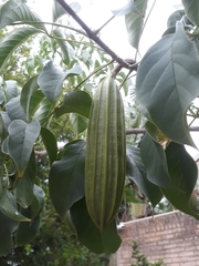 Cybistax antisyphilitica