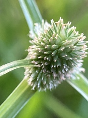 Cyperus hortensis