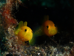 Lubricogobius exiguus