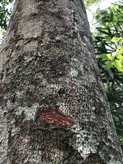 Hymenaea oblongifolia