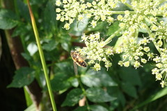 Helophilus lapponicus