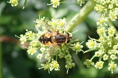 Helophilus lapponicus