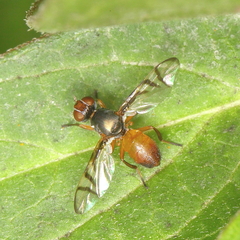Rivellia flavimana