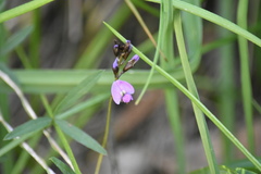 Glycine rubiginosa