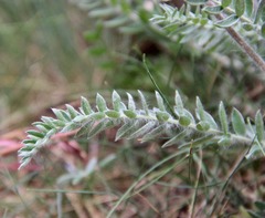 Oxytropis splendens